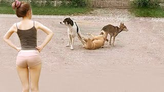 Try Not To Laugh 😅 Funniest Cats and Dogs 😄 Funniest Animals part 3