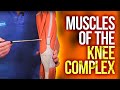 Knee Anatomy and Function Assessment