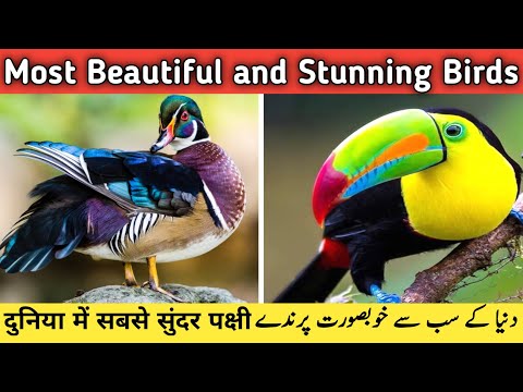 Most Beautiful and Stunning Birds in the World in Hindi / Urdu