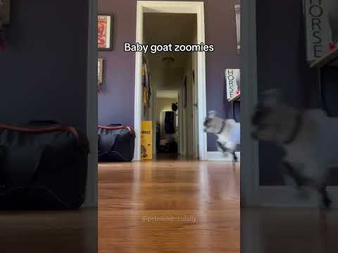 Zoom zoom zoom🤣🤣#goat #funnyanimals #goat🐐 #fyp