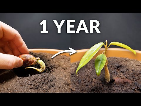 One Year Time-lapse of a Durian Tree