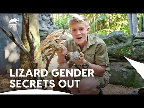 Wildlife Warriors Take On Three Tough Cases | Crikey! It's The Irwins S1 E12 | Animal Planet