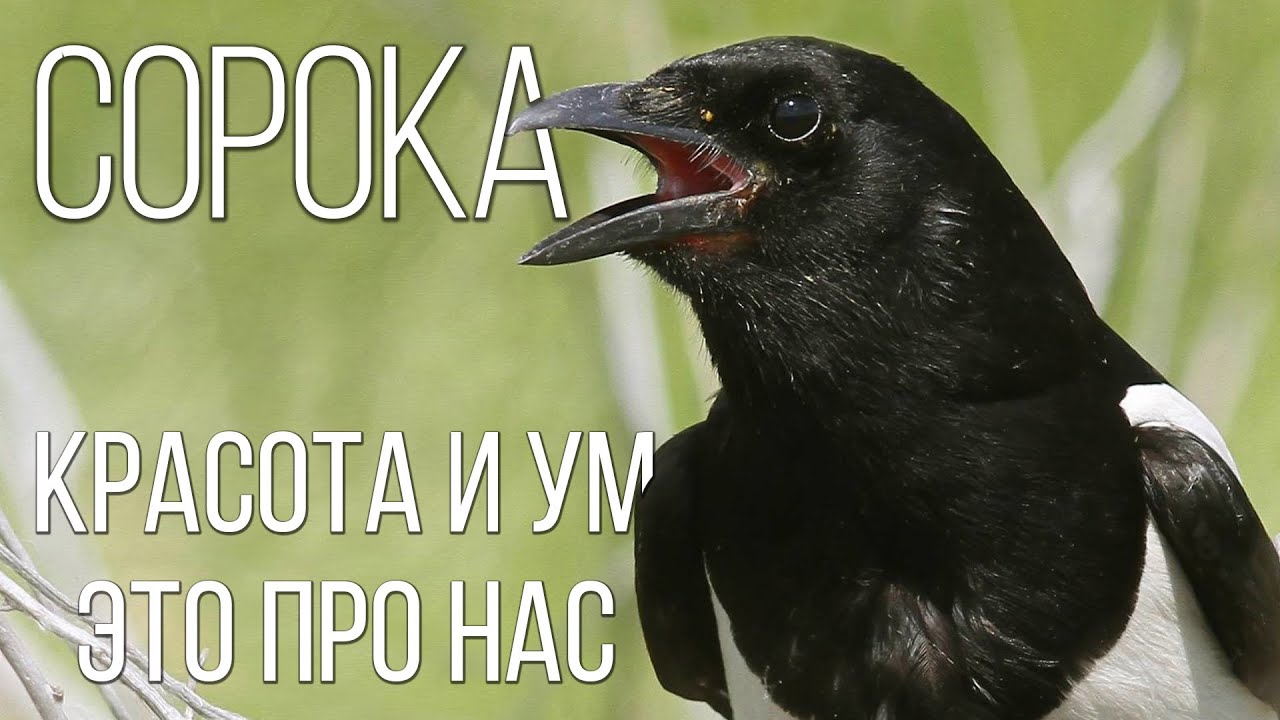 Сорока: умная и смешная сорока-белобока интересные факты про сороку