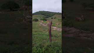 verdão do sertão nordestino