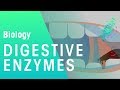 Understanding Digestion and Enzymes