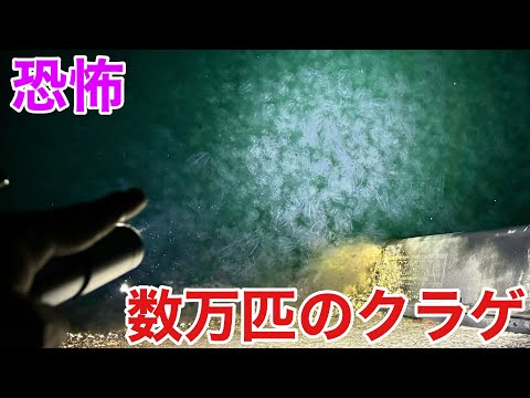 新種を探せ？未知の深海生物が打ち上がる駿河湾の海を大調査！！