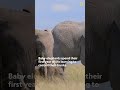 Video Tutorial Quiz