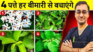 ये पत्ते आपको सैकड़ो बीमारियों से बचाएंगे - Most Effective Leaves For Good health | Healthy India