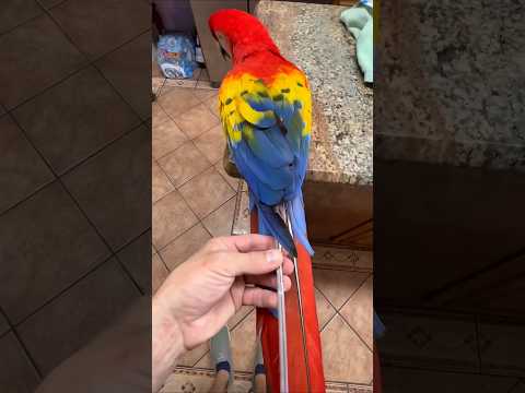 If only I could do this 🐦 -Bangla #shorts