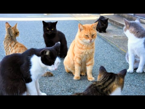 【野良猫の楽園】200匹の猫が暮らす猫の島に行ってみた【猫島相島】4K福岡