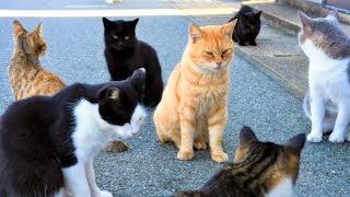 【野良猫の楽園】200匹の猫が暮らす猫の島に行ってみた【猫島相島】4K福岡