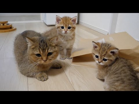 Cute kittens Rio and Rico playing with sister cat Charo and a paper bag.