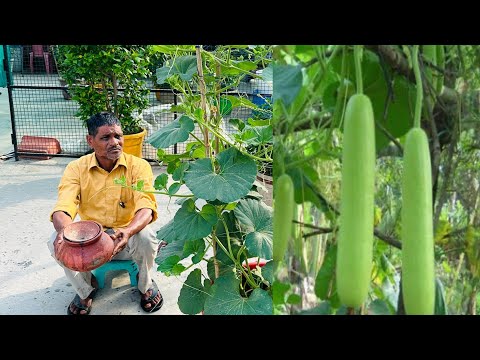 ₹2 में हो जाएगा कमाल भर भर के आयेगी गमले में लौकी।
