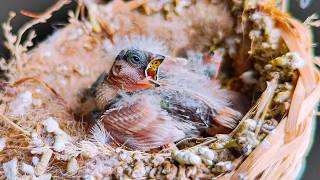 Zebra Finches Gone! How They Escaped the Garden Aviary 🐦🔓