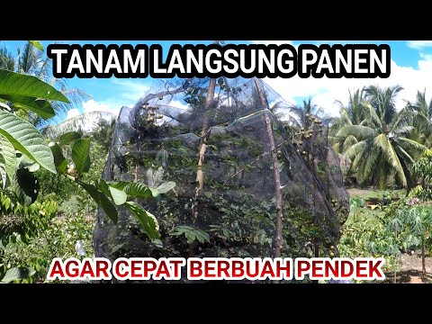 Tips/Trik Tanam Langsung Berbuah Dan Panen