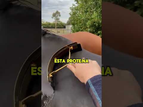 Sabes por qué los caballos tienen esta espuma blanca?