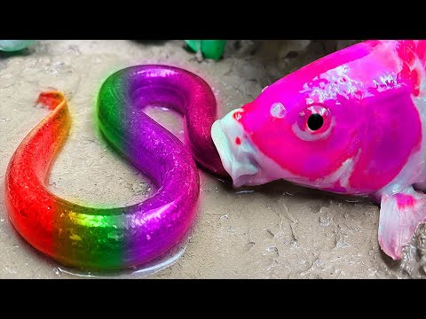 Colorful Fish ASMR 무지개 뱀장어,일곱 색깔의 비단뱀, 코이 물고기 | Relaxing Fish Video #asmr