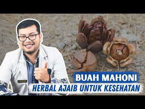 Buah Mahoni Si Pahit dengan Segudang Manfaat Tersembunyi untuk Kesehatan - DOKTER SADDAM ISMAIL