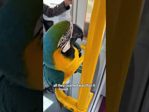 The parrot I couldn’t keep — and the special gift it left behind. #shorts  #animals #parrot #cute