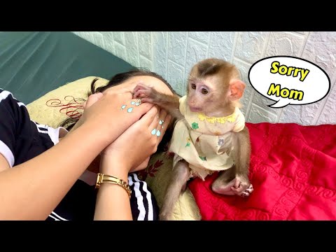 Monkey Linda regrets making her mother cry 1