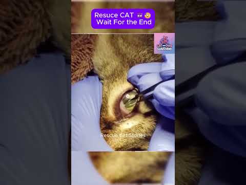 Rescue cat - wait for the end #CatRescue #RescueCat #cat #pets #rescue