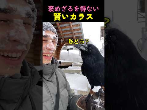 ❤️400万❤️飼い主に愛される方法を身につけた賢いカラス