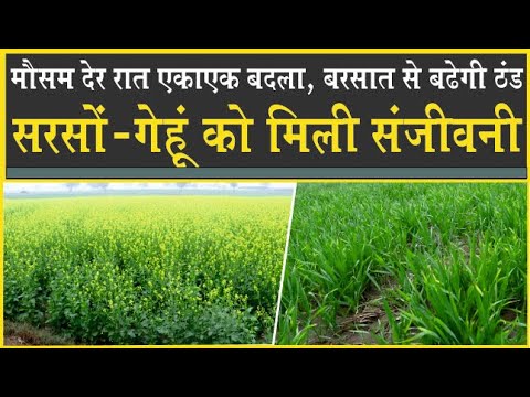 अब बारिश से बढ़ेगी ठंड| फसलों को फायदा| धुंध से छायेगा कोहरा| Sirsa| Agriculture| Temperature| Kisan|