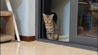 【直播】新来的小浪猫胆子很小，叫了一整晚｜李喜猫