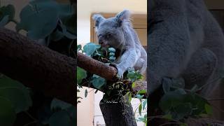 Cute Koala at Schönbrunn Zoo, Vienna, Austria 2026