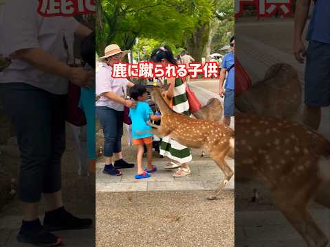 鹿に蹴られる子供🦌奈良公園
