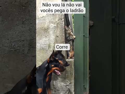 corre pega o ladrão 🤣🤣