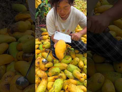 Storm Destroyed All Mangoes… But One Survived! 🍃🥭 😱 #shorts