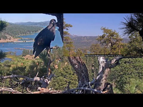 Sunny and Gizmo soaring together over the lake⛵️💕 / 15:57 / Big Bear Eagles 2025-06-17