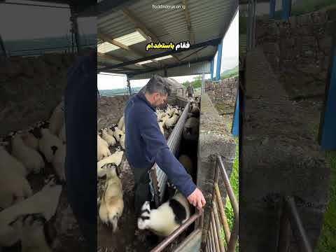 هكذا يتم العناية بالاغنام !