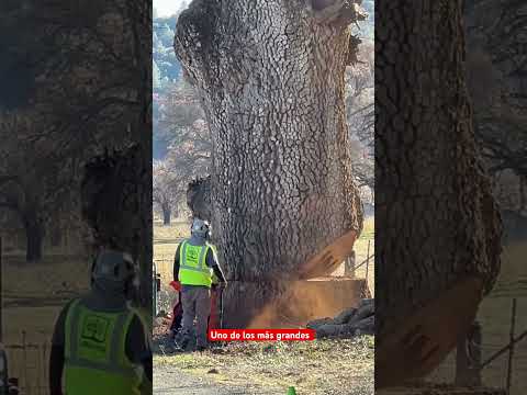 Un enorme árbol 🌳