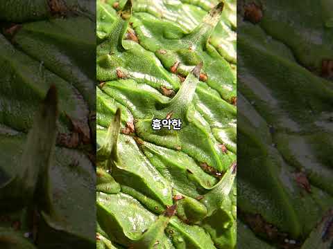 심하게 커서 매우 위험한 솔방울