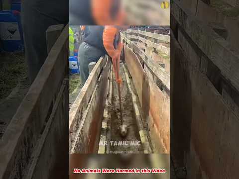 😲 Why Sheep get dipped in water ? செம்பரி ஆடு எதுக்காக தண்ணில முக்கி எடுக்குறாங்க | #shorts #short