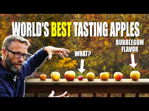 Tasting The Worlds Best Flavored Apples