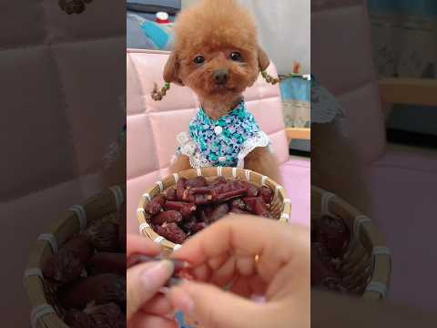 #pets #้ฅฒๅ
ปๅๆฅๅธธ #cute #dog