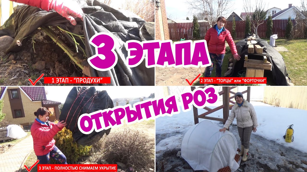 Как и когда открывать розы весной? 3 этапа открытия роз после зимы! Первая весенняя обработка роз!