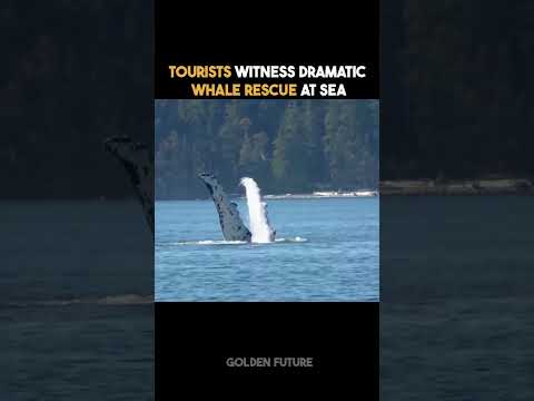 Dramatic WHALE RESCUE at sea 🥶