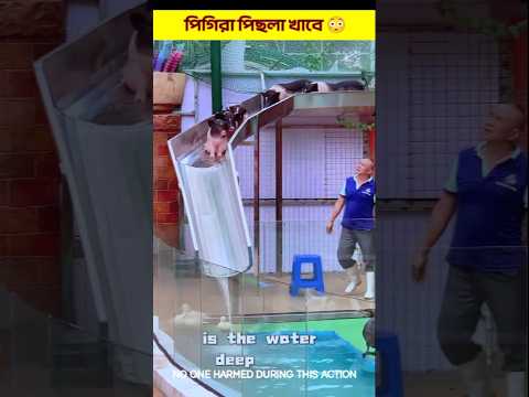 পিগিরা পিছলা খাবে 😳#shorts