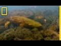 Hellbenders: Environmental Challenges and Biology