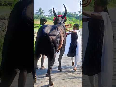 #Trending# shorts #video