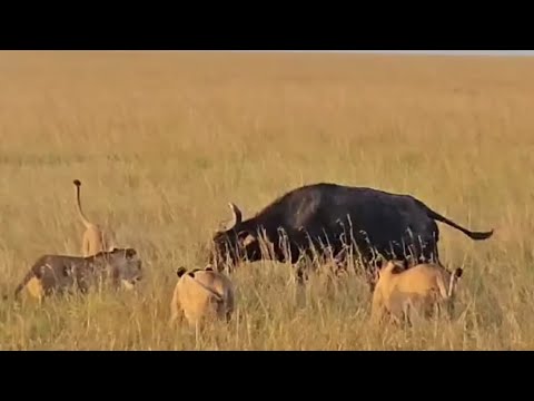 lion pride hunting mother buffalo and her calf bring it down video