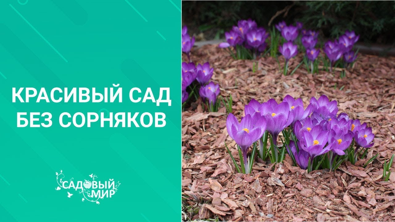 Красивый сад без сорняков