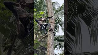 Best Talent skill man climbing and cutting down tree with chainsaw #shorts