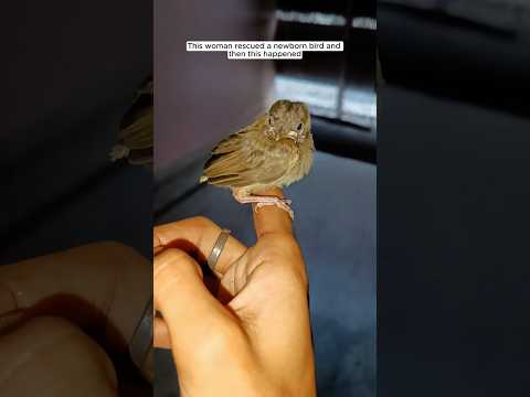 This woman rescued a newborn bird and then this happened #animalshorts #shortvideo