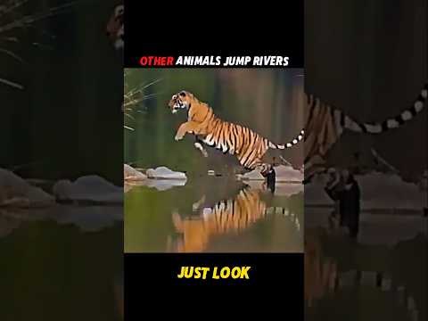 Puma's Incredible Jump Across the River! #shorts #wildlife #animals