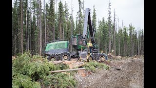 Lo-Bar Commercial Thinning Trial